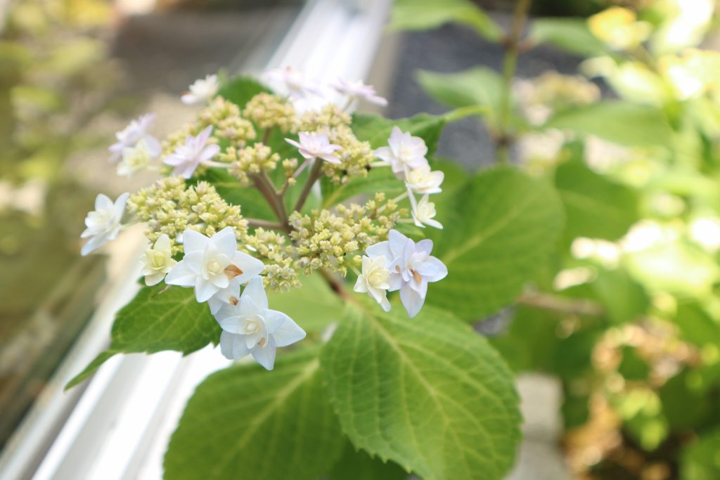 紫陽花