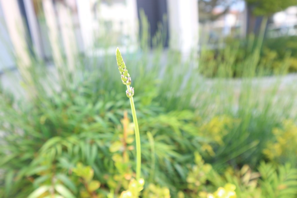 ラベンダー