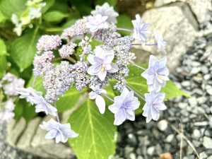紫陽花