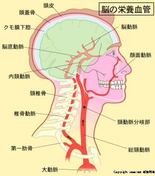 椎骨動脈