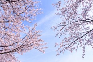 桜