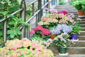 紫陽花