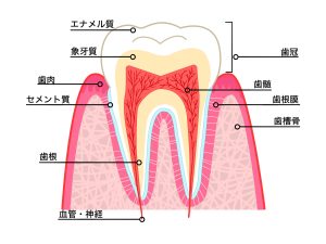 歯の構造