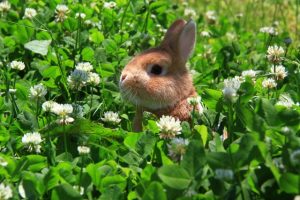 うさぎ