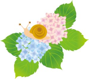 紫陽花とカタツムリ