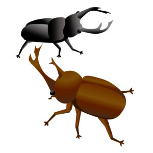 クワガタとカブトムシ