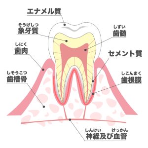 歯の構造