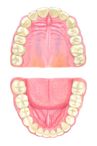 上下の歯