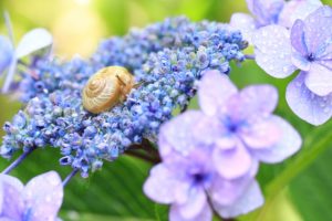 紫陽花とかたつむり