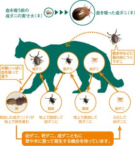 マダニ