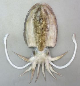 コウイカ