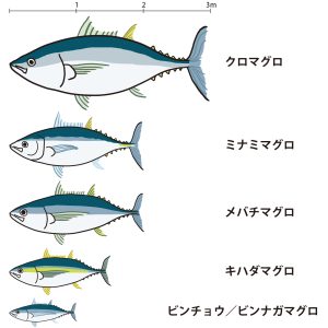マグロの種類