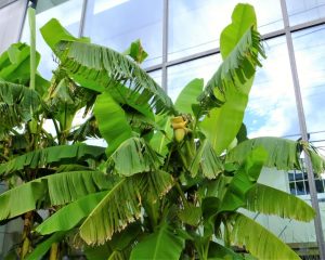 芭蕉