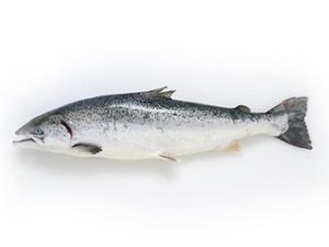 アトランティックサーモン